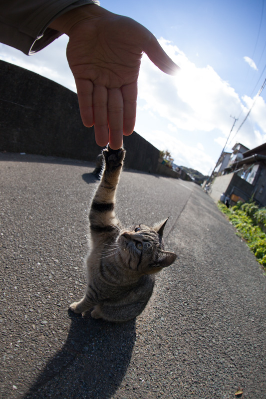 f:id:fubirai:20131129213523j:image f:id:fubirai:20131129213523j:image