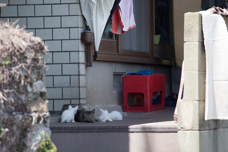 f:id:fubirai:20131129222647j:image f:id:fubirai:20131129222647j:image