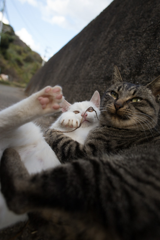 f:id:fubirai:20131205231022j:image f:id:fubirai:20131205231022j:image