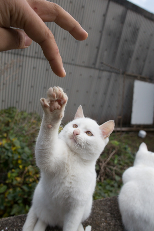 f:id:fubirai:20131205231033j:image f:id:fubirai:20131205231033j:image