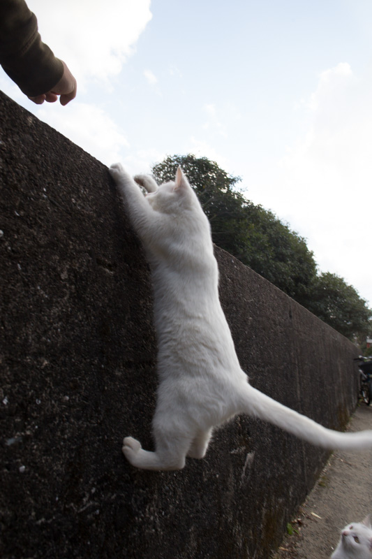 f:id:fubirai:20131205231034j:image f:id:fubirai:20131205231034j:image