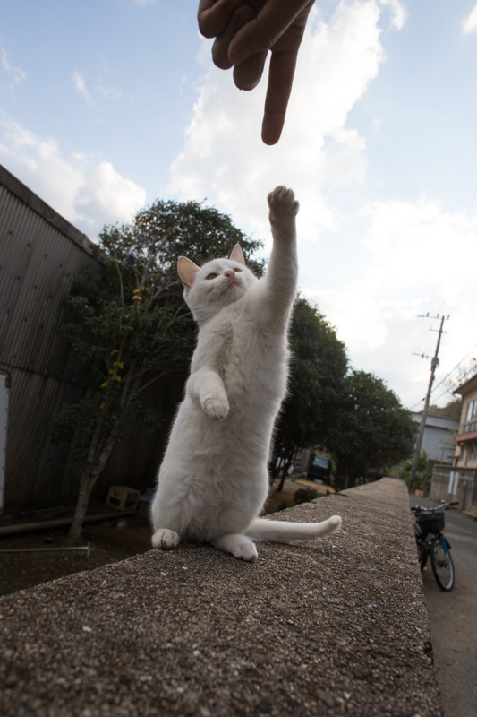 f:id:fubirai:20131205231035j:image f:id:fubirai:20131205231035j:image