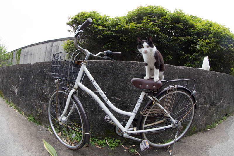 f:id:fubirai:20140509231342j:image f:id:fubirai:20140509231342j:image