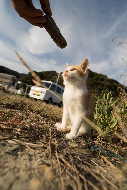 f:id:fubirai:20140612233044j:image f:id:fubirai:20140612233044j:image