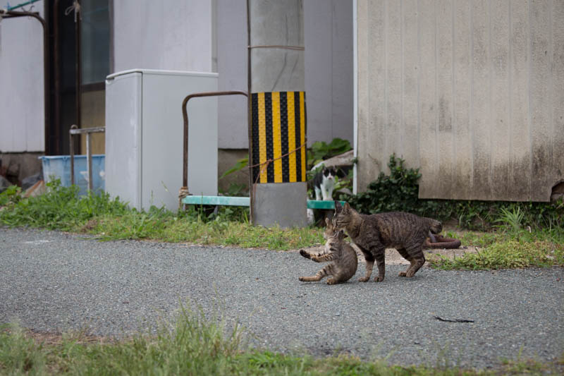 f:id:fubirai:20140722223724j:image f:id:fubirai:20140722223724j:image
