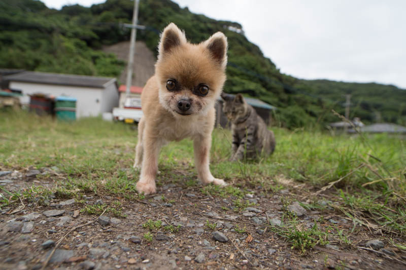 f:id:fubirai:20140728230721j:image f:id:fubirai:20140728230721j:image