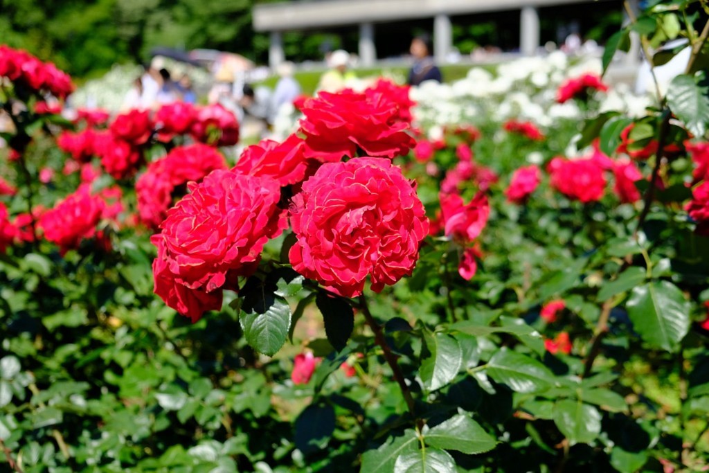 f:id:fudsuki:20180520220313j:image