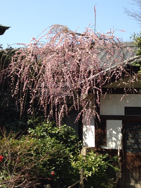 f:id:fujita244:20140317094600j:plain f:id:fujita244:20140317094600j:plain
