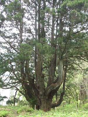 f:id:fukenko:20090503222931j:image f:id:fukenko:20090503222931j:image