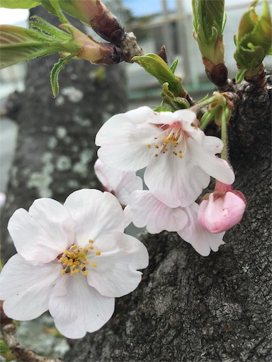f:id:fukunohitoritabi:20160403164424j:image f:id:fukunohitoritabi:20160403164424j:image