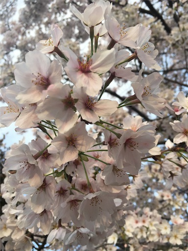 f:id:fukunohitoritabi:20160407120957j:image f:id:fukunohitoritabi:20160407120957j:image