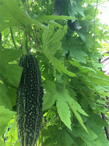 f:id:fukunohitoritabi:20160722214259j:image f:id:fukunohitoritabi:20160722214259j:image