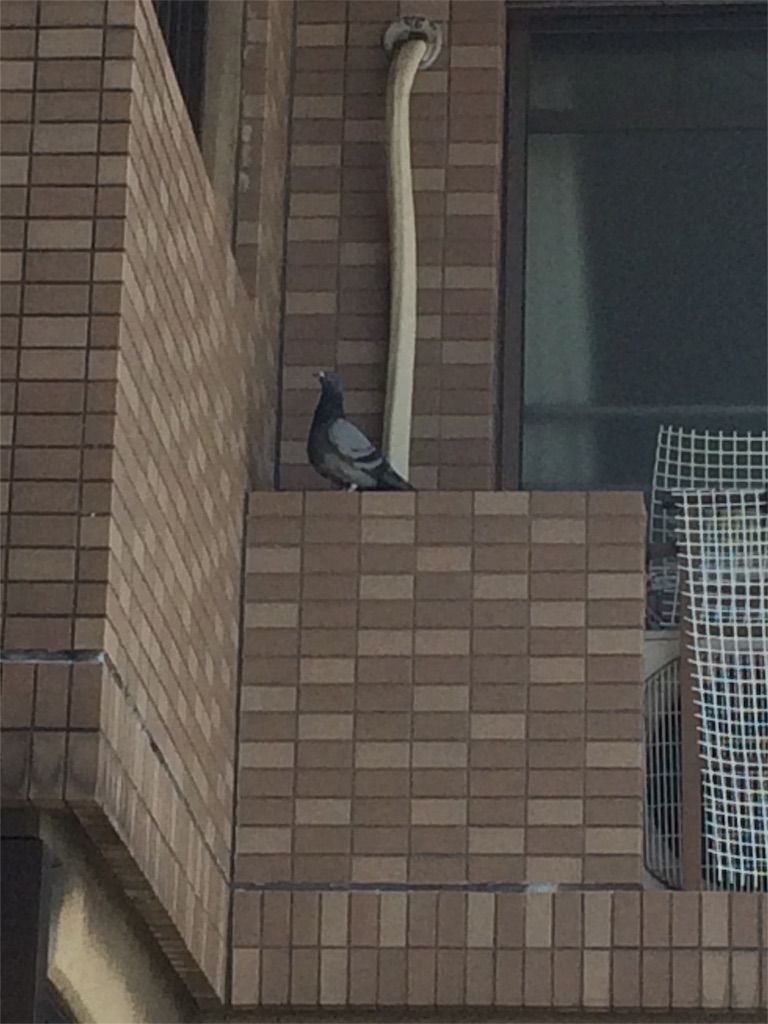 f:id:fumi_521:20160603011322j:image f:id:fumi_521:20160603011322j:image