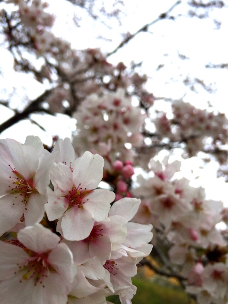 f:id:fumidwimps:20160416224143j:image f:id:fumidwimps:20160416224143j:image