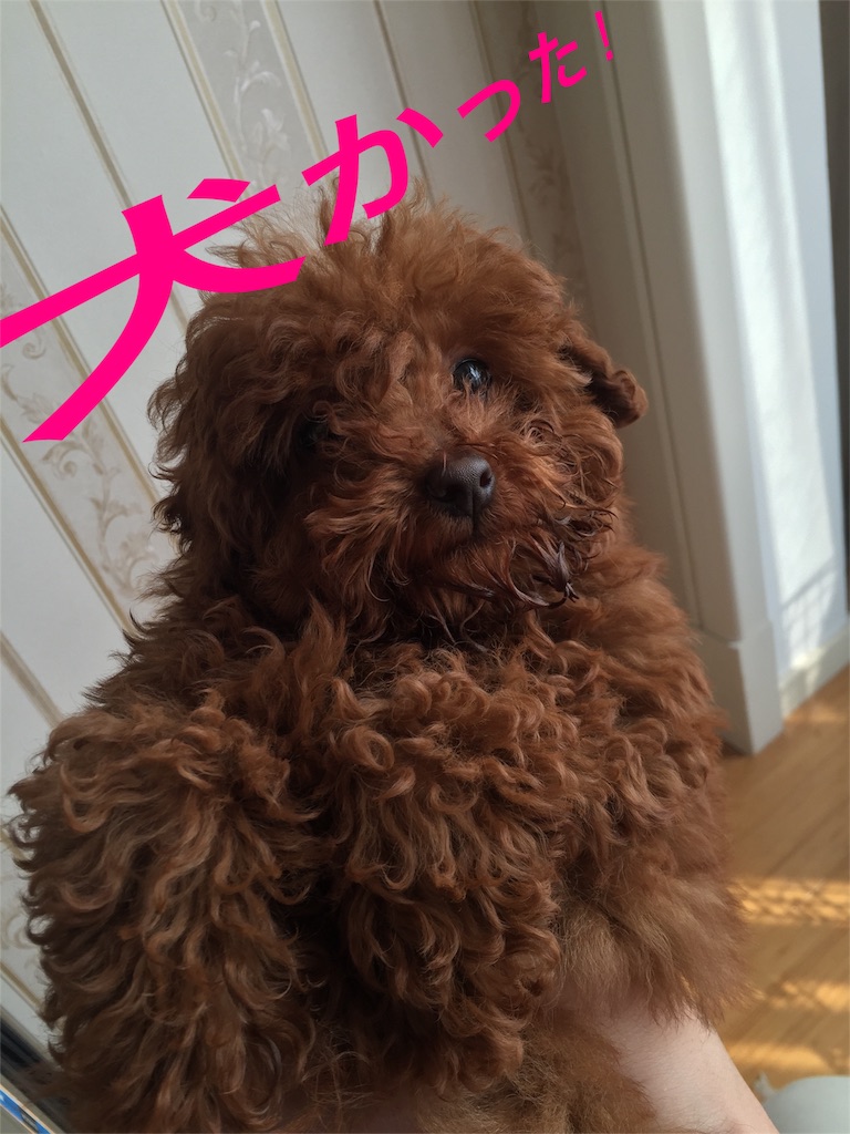 f:id:fumiyuri:20160327224243j:image f:id:fumiyuri:20160327224243j:image