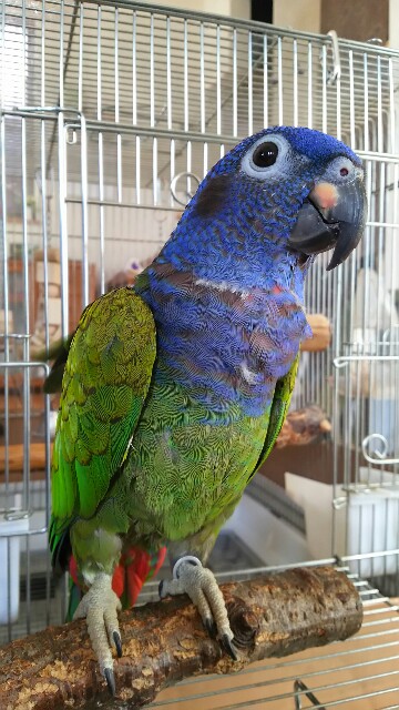 f:id:funifuni234:20160124095652j:image f:id:funifuni234:20160124095652j:image