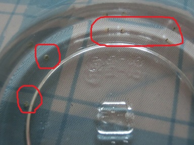 f:id:furusatonouzei091:20150718134556j:plain