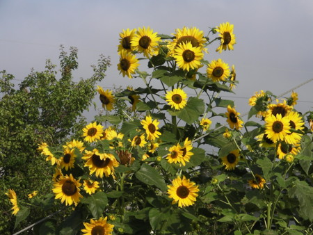f:id:fusion-0703:20140725080046j:plain f:id:fusion-0703:20140725080046j:plain