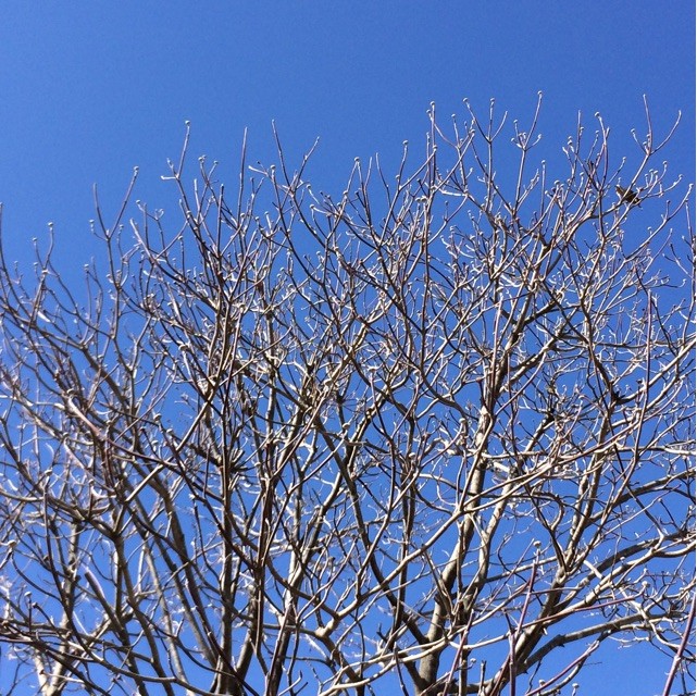 f:id:fusion-0703:20150201152233j:plain f:id:fusion-0703:20150201152233j:plain