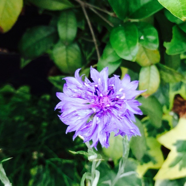 f:id:fusion-0703:20150531175514j:image f:id:fusion-0703:20150531175514j:image