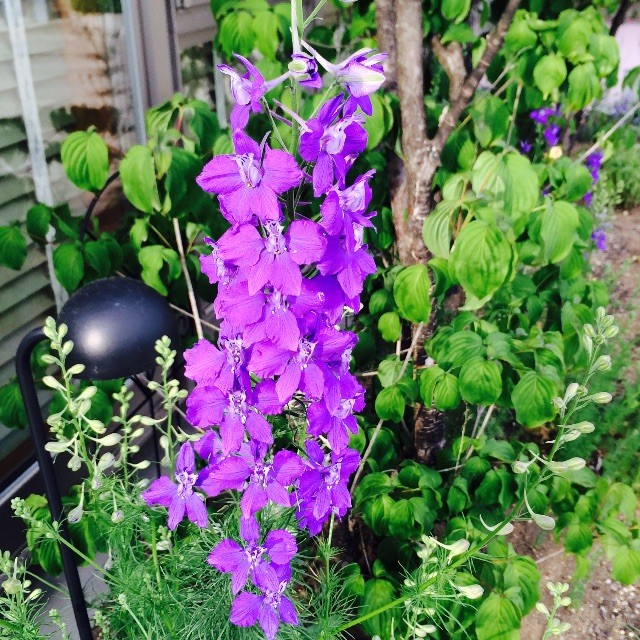 f:id:fusion-0703:20150531175549j:image f:id:fusion-0703:20150531175549j:image