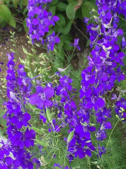 f:id:fusion-0703:20150614091954j:image f:id:fusion-0703:20150614091954j:image