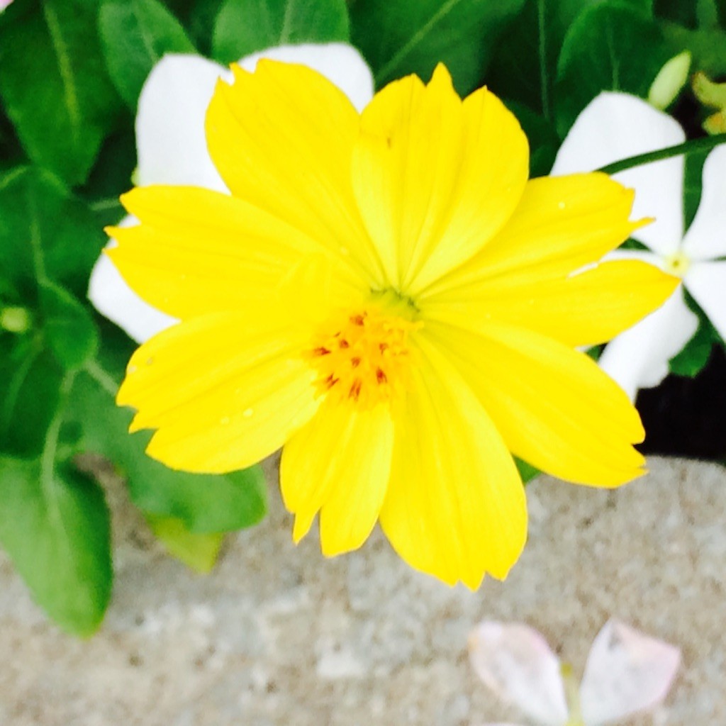 f:id:fusion-0703:20150816190414j:image f:id:fusion-0703:20150816190414j:image