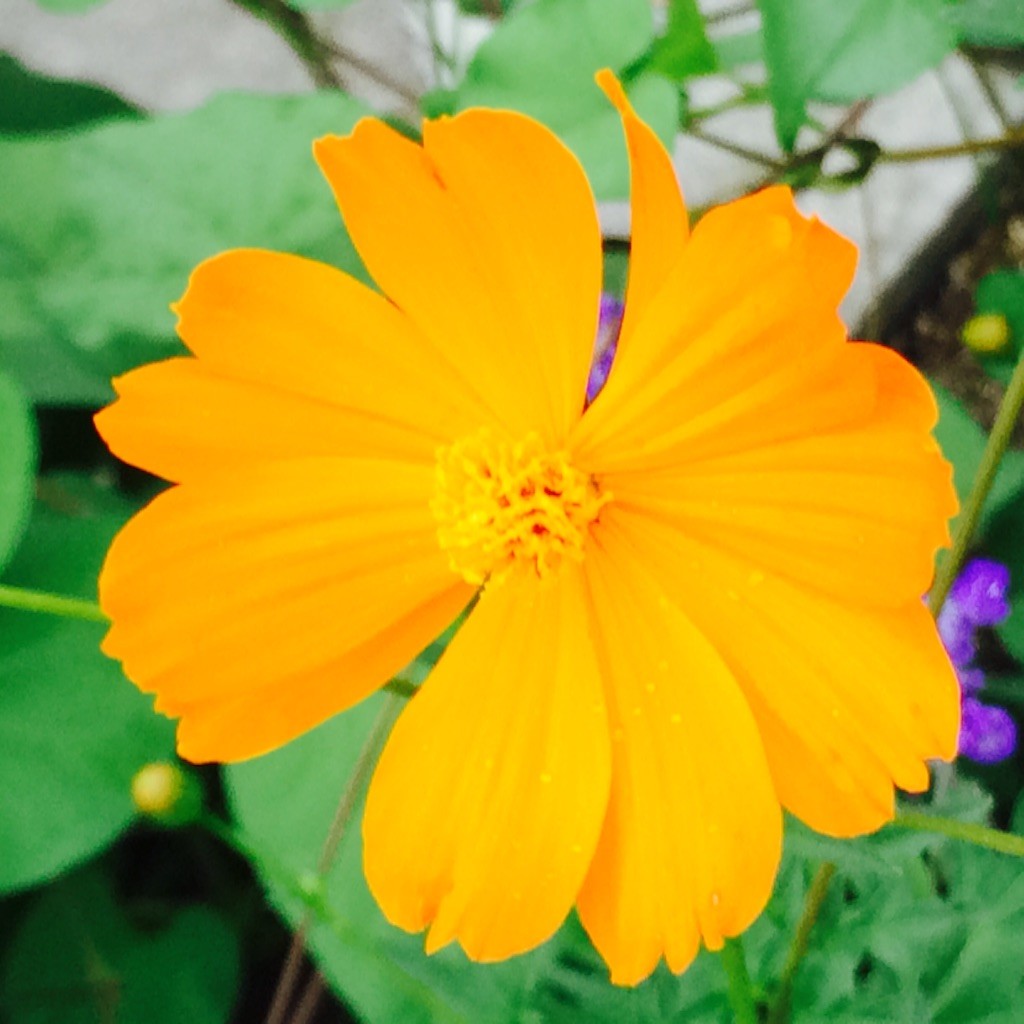 f:id:fusion-0703:20150816190427j:image f:id:fusion-0703:20150816190427j:image