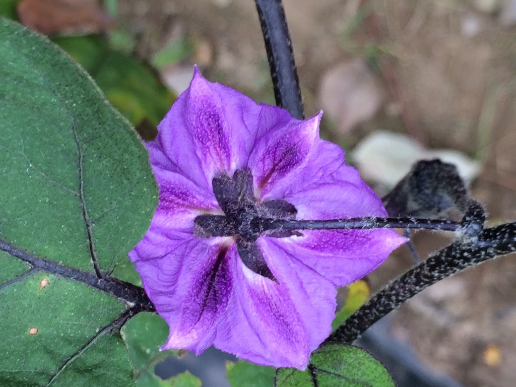 f:id:fusion-0703:20150902082140j:image f:id:fusion-0703:20150902082140j:image