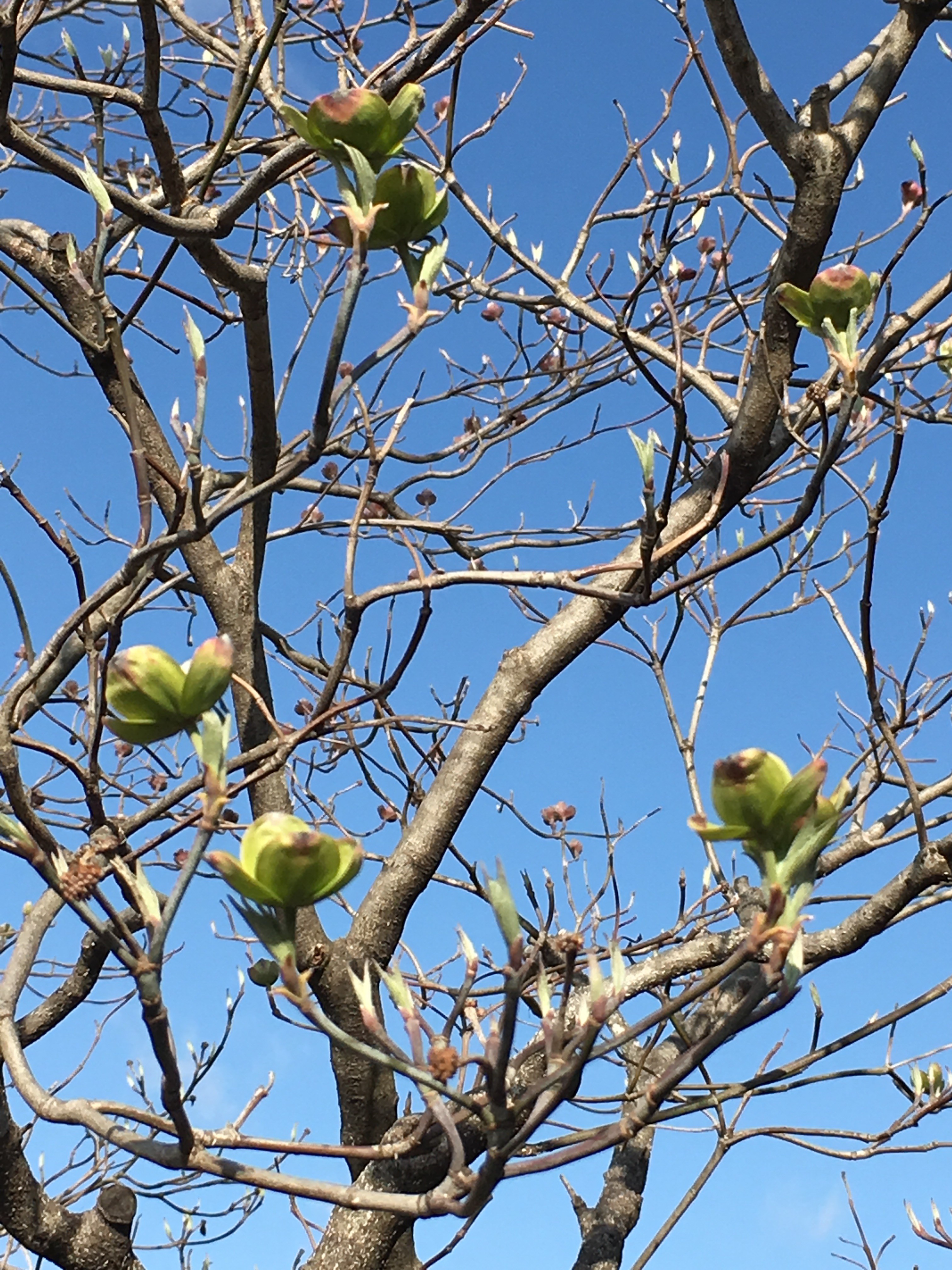 f:id:fusion-0703:20160411080658j:image