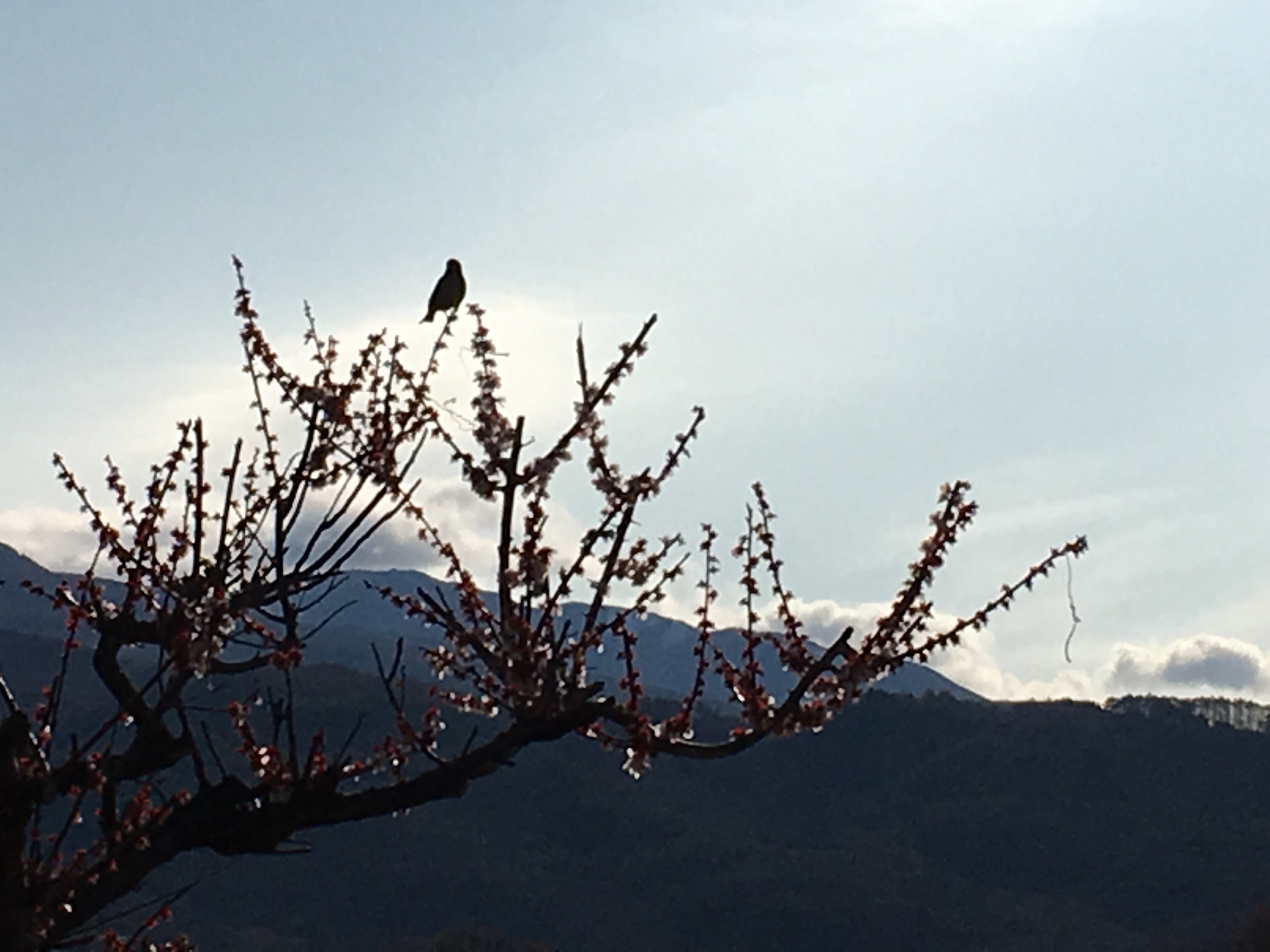 f:id:fusion-0703:20160411080744j:image