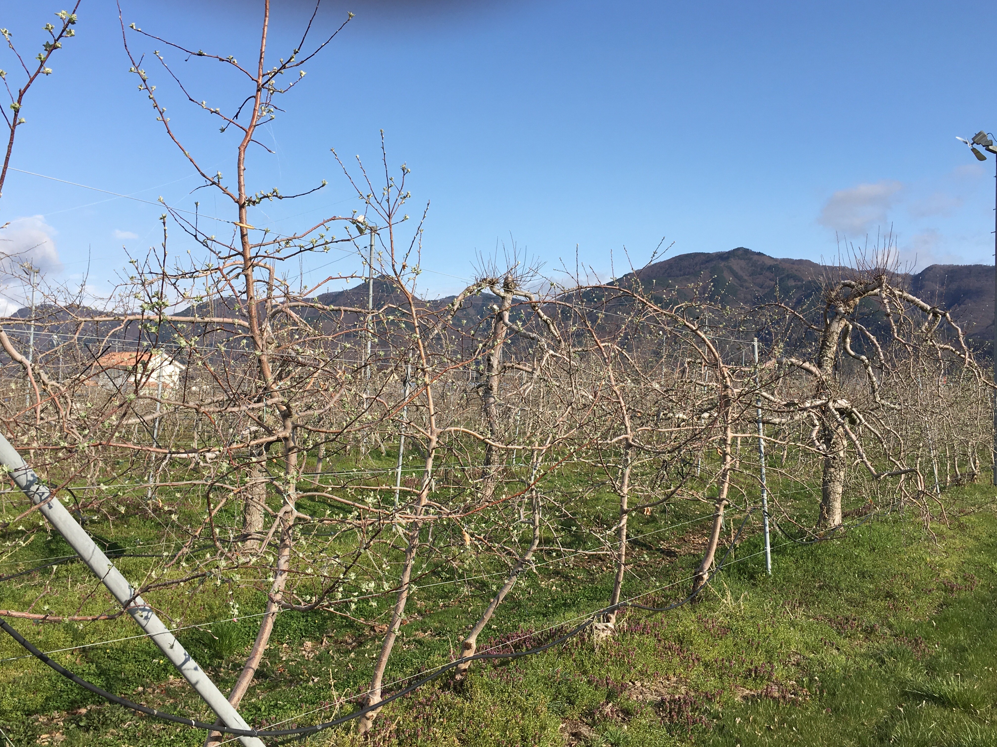 f:id:fusion-0703:20160411080828j:image