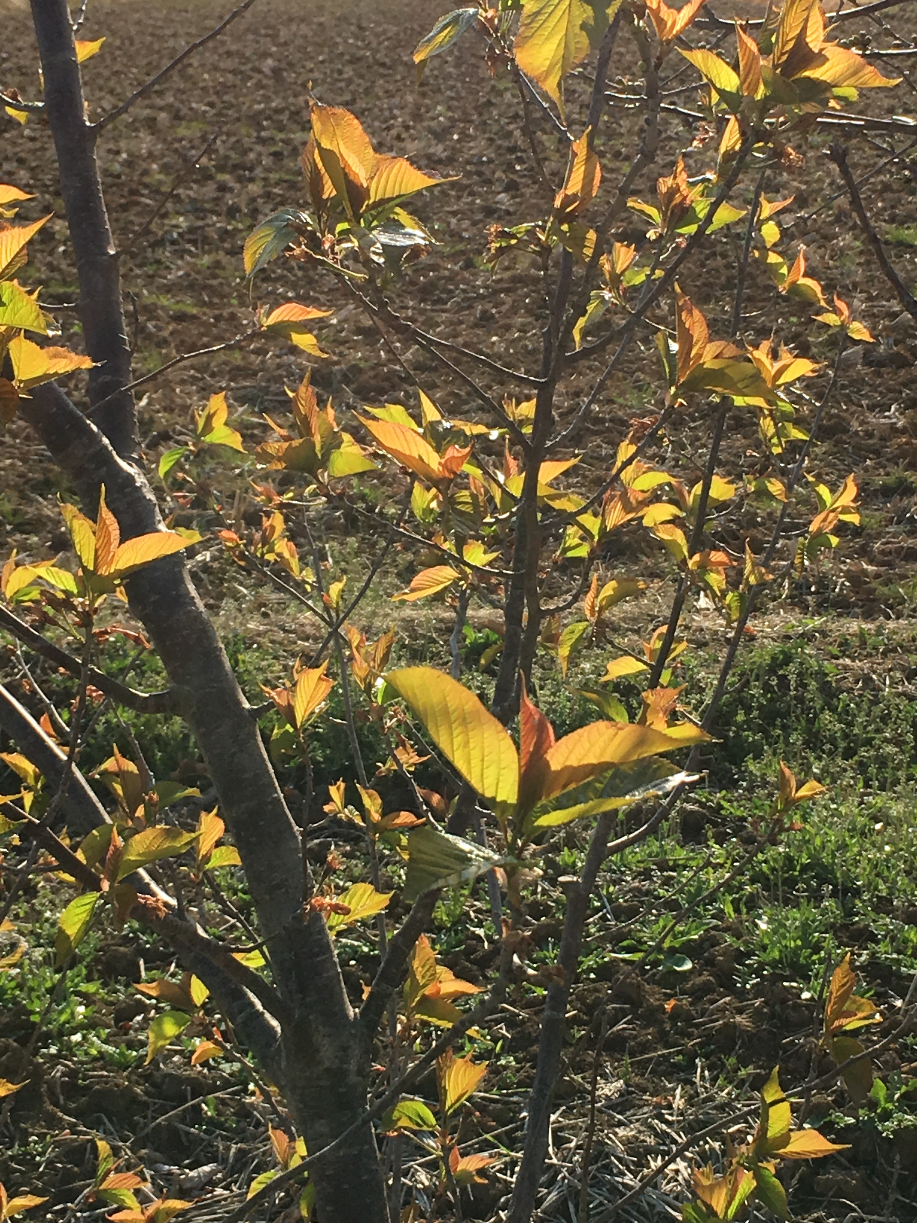 f:id:fusion-0703:20160411081023j:image