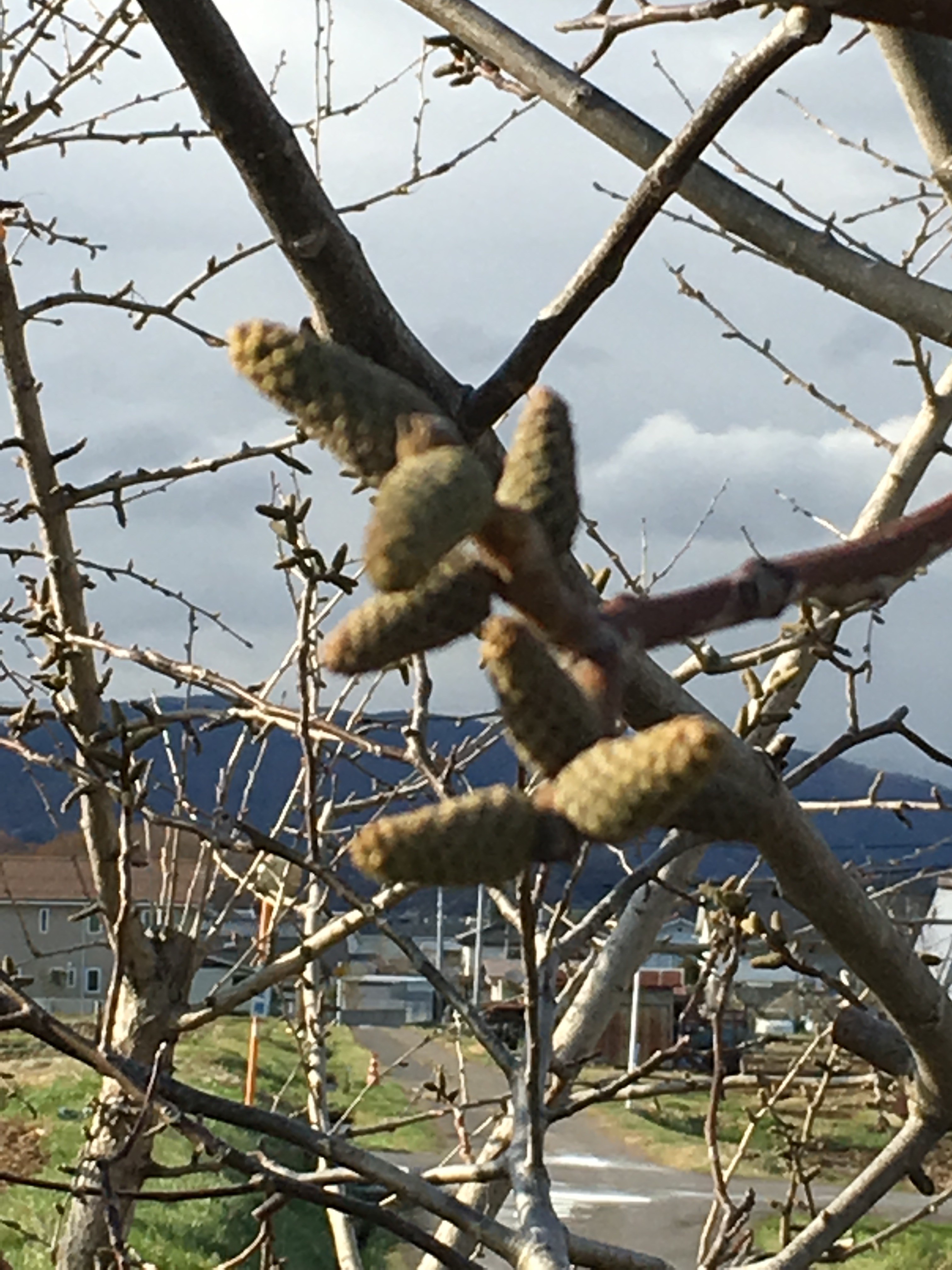 f:id:fusion-0703:20160411081219j:image