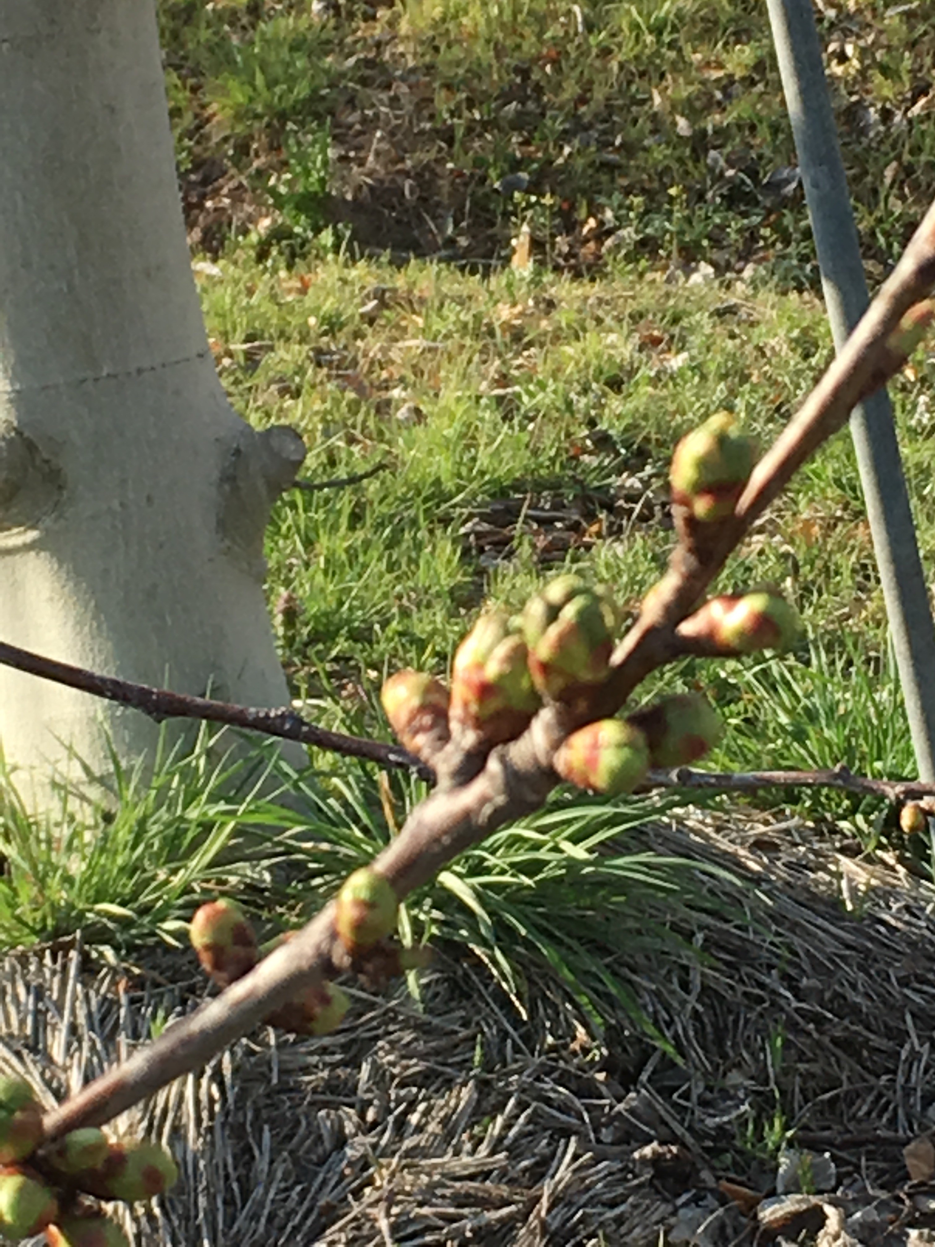 f:id:fusion-0703:20160411081411j:image