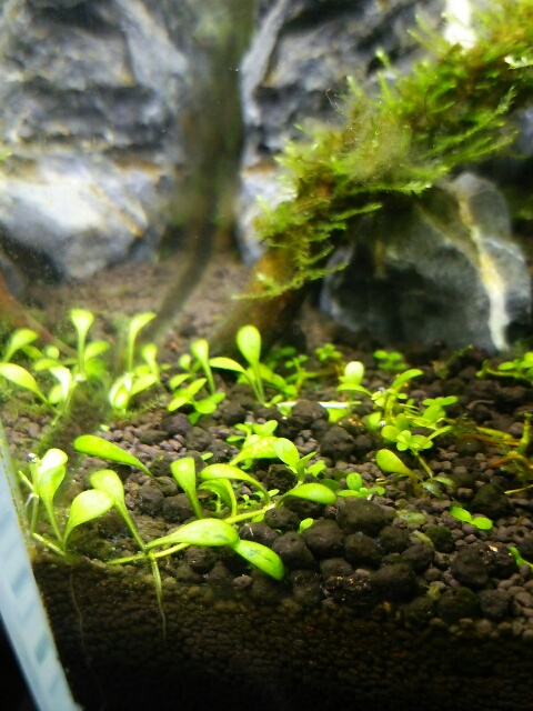 f:id:futagox:20140813075612j:plain f:id:futagox:20140813075612j:plain