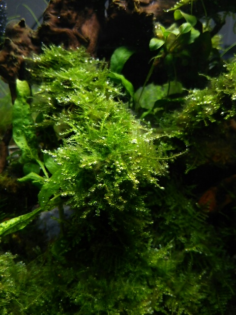 f:id:futagox:20140813080115j:plain f:id:futagox:20140813080115j:plain