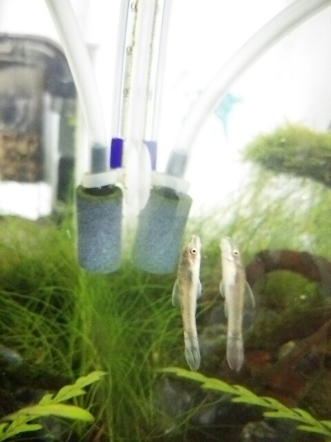 f:id:futagox:20140813082709j:plain f:id:futagox:20140813082709j:plain