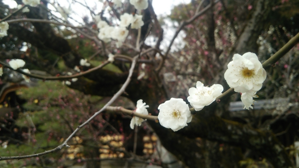f:id:futarinojikan:20160313164836j:plain f:id:futarinojikan:20160313164836j:plain