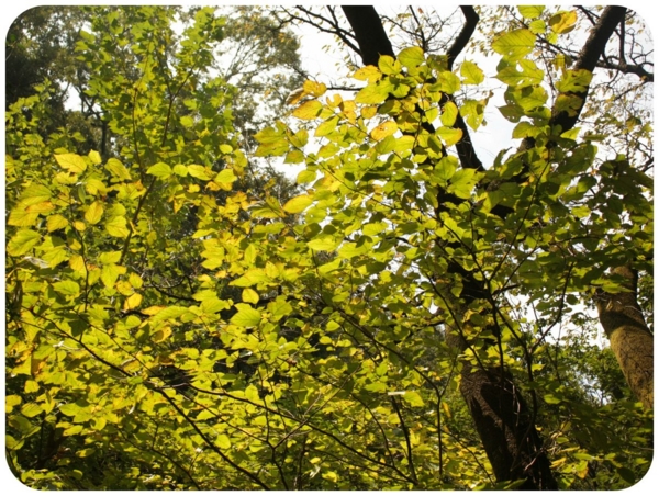 f:id:fuwafu-wanko:20141027134613j:plain f:id:fuwafu-wanko:20141027134613j:plain