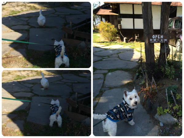 f:id:fuwafu-wanko:20141201181413j:plain f:id:fuwafu-wanko:20141201181413j:plain
