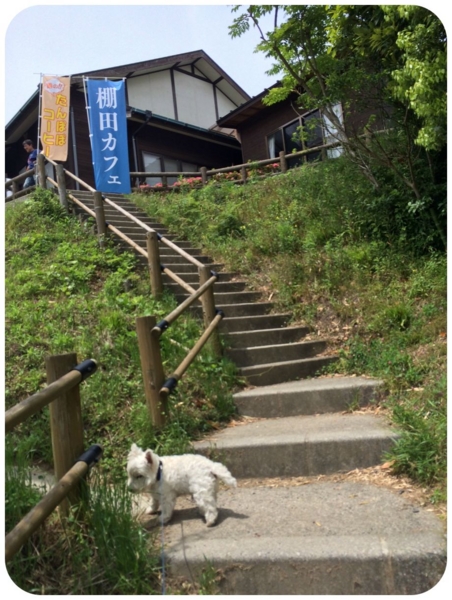 f:id:fuwafu-wanko:20150527192059j:plain f:id:fuwafu-wanko:20150527192059j:plain