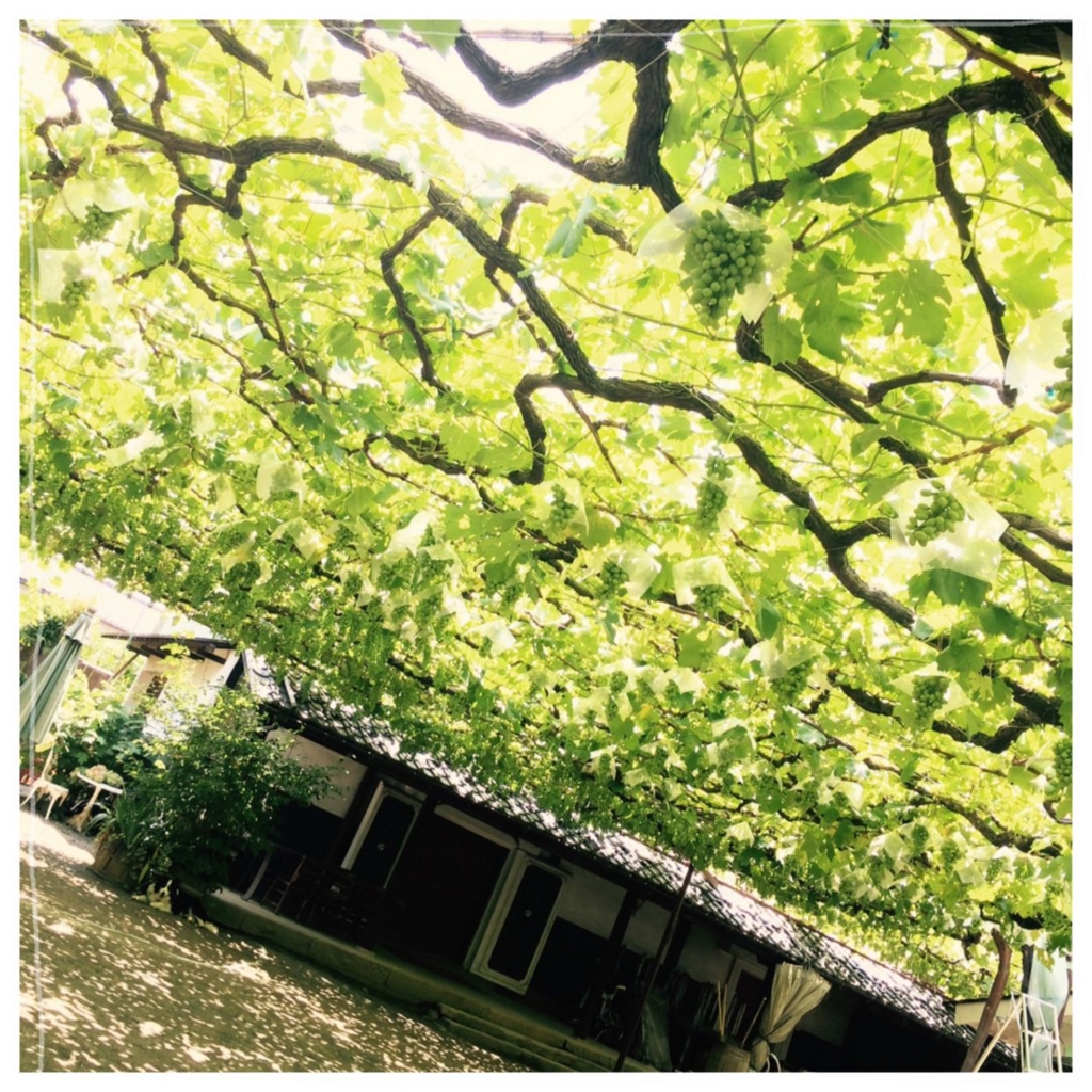 f:id:fuwafu-wanko:20150713102852j:plain f:id:fuwafu-wanko:20150713102852j:plain