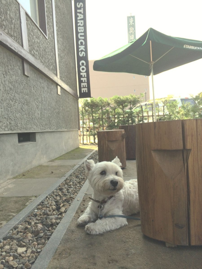 f:id:fuwafu-wanko:20150824150345j:plain f:id:fuwafu-wanko:20150824150345j:plain