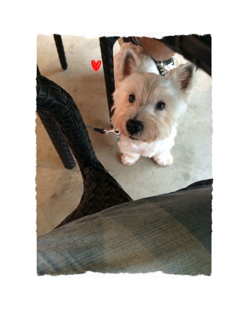 f:id:fuwafu-wanko:20150830211821j:plain f:id:fuwafu-wanko:20150830211821j:plain