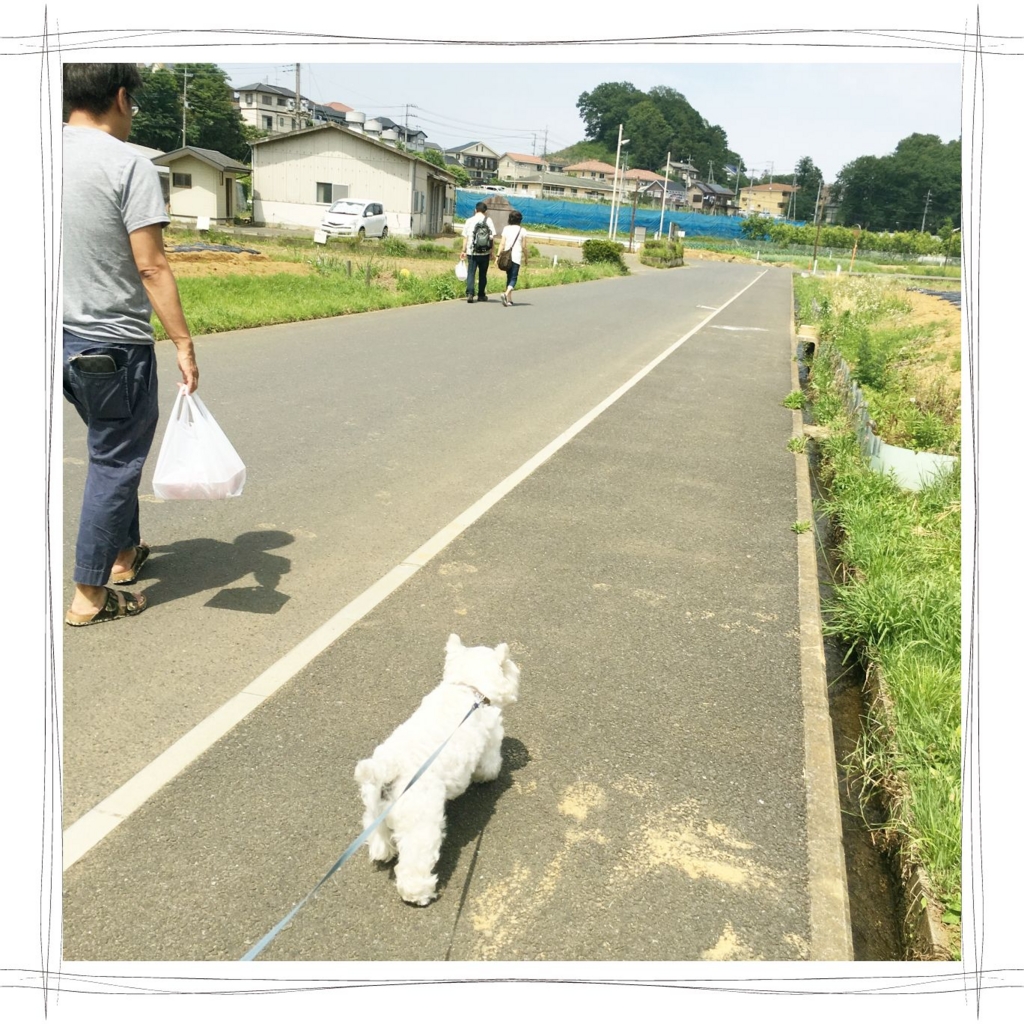 f:id:fuwafu-wanko:20160601132548j:plain f:id:fuwafu-wanko:20160601132548j:plain