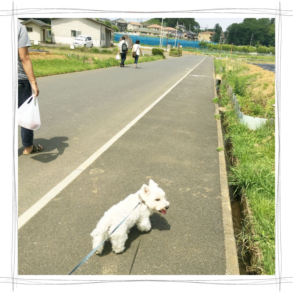 f:id:fuwafu-wanko:20160601132735j:plain f:id:fuwafu-wanko:20160601132735j:plain