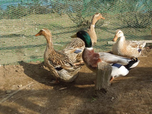 f:id:g-lab:20160301160701j:plain