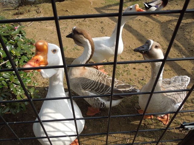 f:id:g-lab:20160301160734j:plain