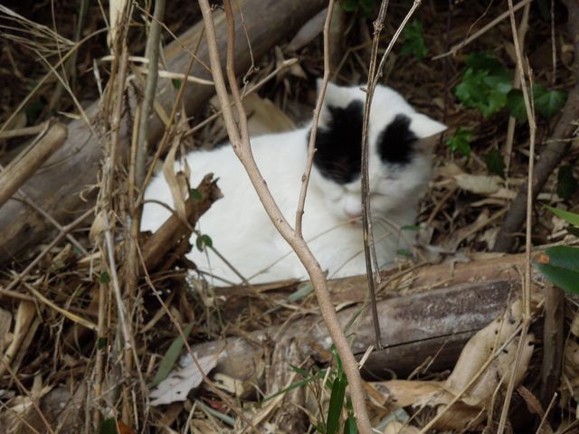 f:id:g-lab:20160301160755j:plain